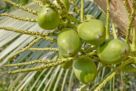 光椰质水果异国食物美食热带植物群宏观牛奶叶子树干棕榈图片