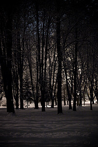 冬季夜间风景森林冻结季节性雪花季节公园降雪白色场景木头图片
