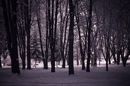 冬季夜间风景降雪雪花木头灯笼白色季节场景季节性冻结公园图片