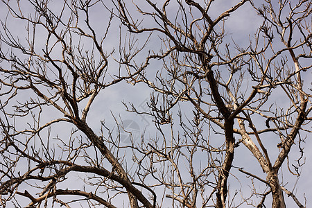 树的树木天空灰色背景图片