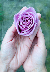 紫色玫瑰礼物热情展示紫丁香花瓣背景图片
