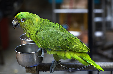 绿鹦鹉吃种子香港鸟类市场背景图片