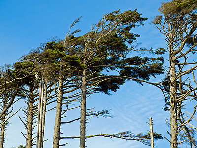 无标题孤独天气土地木头海洋公园季节植物群地平线天空图片