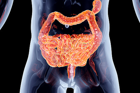 内脏  肠断层器官身体肠子x光插图学习药品消化生理图片