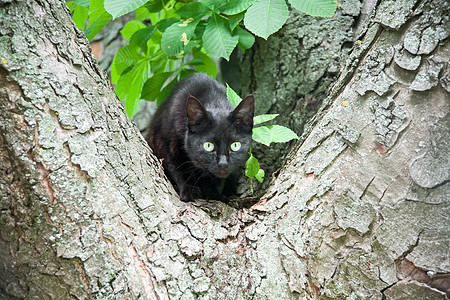 树上的黑猫条纹宠物橙子猫科动物捕食者女性眼睛爪子动物环境图片