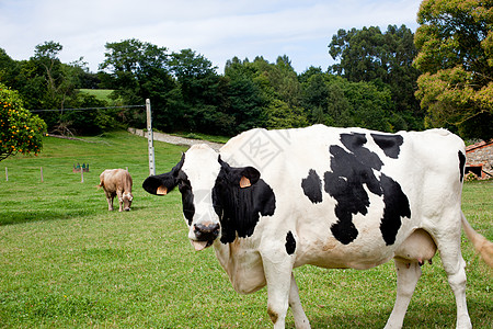 斑点牛牧牛黑色场景乳房家畜农场蓝色白色天空土地乡村图片