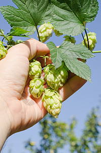 手握绿花花园苦味酒花蔬菜栽培植物树叶美食香气生长图片