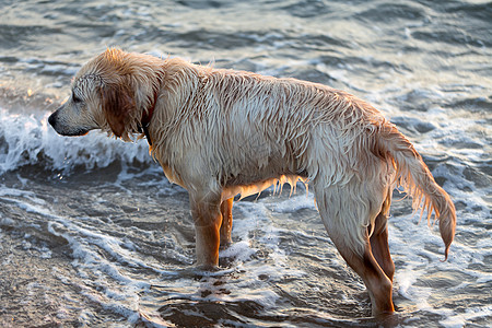 在海滩玩的金色猎犬宠物酒花太阳病人检索乐趣哺乳动物跑步假期大小图片