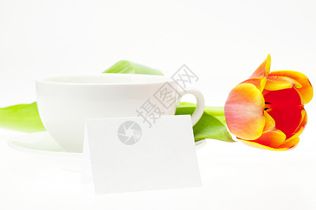 白色的郁金香和白杯 在白色上被孤立紫色柔软度快乐摄影卡片生活盘子菜肴问候语风化图片