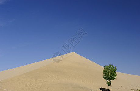 在沙丘前面的树上背景图片