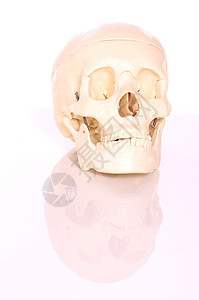 白色背景上的skull缺口颧骨整骨眼睛缝合轨道枕骨学习空腔颅骨图片