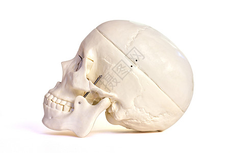 白色背景上的skull缝合耳朵眉间疗法鼻子筛骨颧骨乳突学习鼻音图片