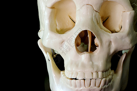 黑色背景的骨骼翼点颅骨整骨插座上颌骨轨道疗法空腔理疗千郎图片