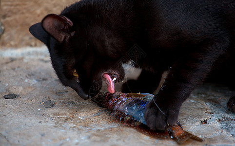 猫吃鱼猫和鱼指甲乐趣牙齿动物女性眼睛宠物男性食物街道背景