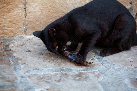 猫吃鱼猫和鱼眼睛食物女性男性指甲宠物动物牙齿街道乐趣背景