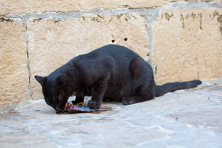 猫吃鱼猫和鱼街道男性食物动物女性宠物乐趣牙齿眼睛指甲背景