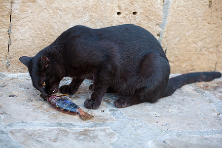 猫和鱼乐趣动物宠物指甲街道男性食物眼睛牙齿女性图片