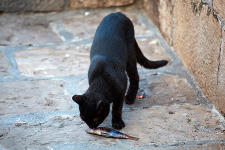 猫吃鱼猫和鱼街道动物乐趣宠物食物男性眼睛女性牙齿指甲背景