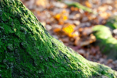 秋林的苔中大树根硬木树木粮食橡木树干森林框架叶子材料棕色图片