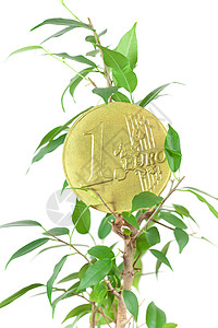 白纸上孤立的一欧元硬币叶子绿色生长圆圈联盟爱好白色菩提植物文化图片