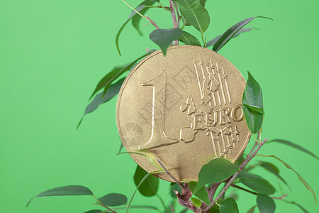 以绿色背景为背景的自然和一枚欧元硬币叶子金子菩提植物金属联盟爱好生长文化商业图片