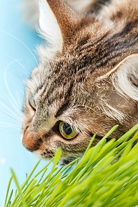 听一月猫猫吃草生长燕麦草地绿色宠物营养毛皮灰色猫科动物饮食背景