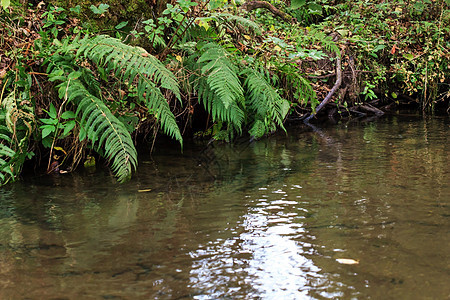 森林河流环境苔藓流动天堂叶子季节风景溪流墙纸岩石图片