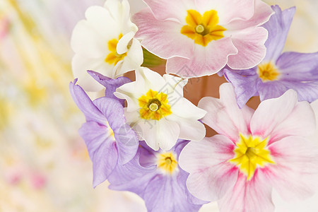 春花紫色明信片鲜花粉色假期花束月见草蓝色暖心季节性背景图片