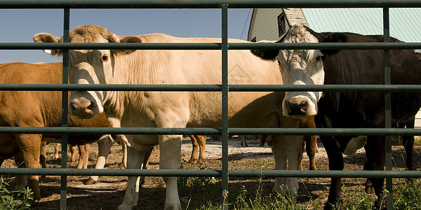 木栏后面的牛图片