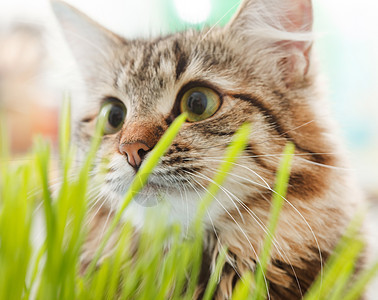 猫猫吃草饮食燕麦营养植物绿色灰色宠物毛皮猫科动物食物图片