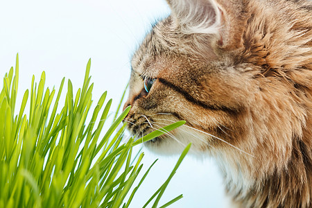 听一月猫猫吃草草地生长毛皮植物灰色绿色宠物燕麦猫科动物营养背景