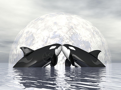 Orca 爱情 - 三维转化高清图片