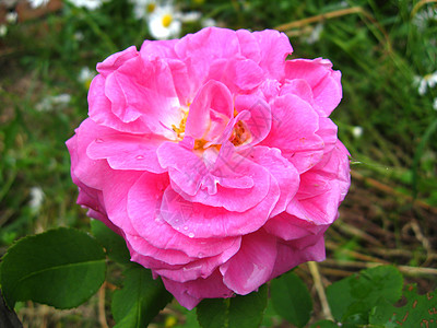 一朵美丽的红玫瑰花环境横梁花瓣节日植物学生活树叶花坛花朵芳香图片