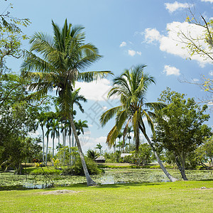 古巴马坦萨斯省关岛博卡孤独植物植被热带风景植物学湖泊手掌世界树木图片