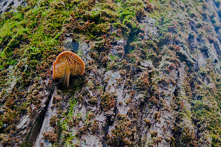 树上的蘑菇营养餐厅收成团体荒野季节森林蔬菜桌子菌类图片