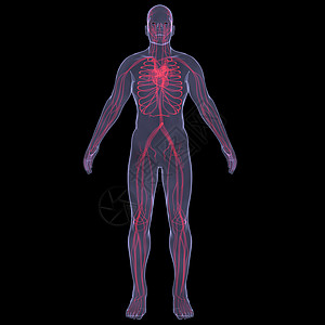 人类血液流科学生物学保健卫生血流插图心律失常痛苦身体心电图图片