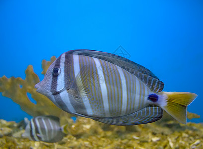 鱼生活装饰运动生物学水族馆珊瑚橙子小丑潜水动物背景图片