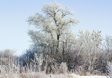 阳光下被雪覆盖的树木图片