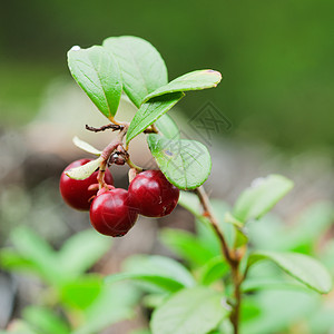 牛莓酱食物苔藓水果牛痘植物群荒野甜点森林饮食浆果图片