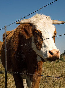 为限制农牛而设置的限制栅栏的铁丝网图片