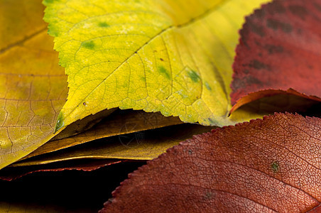 特写一些秋叶的落叶金子植物学生长树木树叶黄色季节性植物红色橙子图片