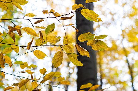 林中秋光照橙子宏观森林树叶植物学黄色木头植物叶子生长图片