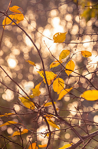 林中秋光照金子植物木头树木公园树叶黄色植物学季节棕色图片