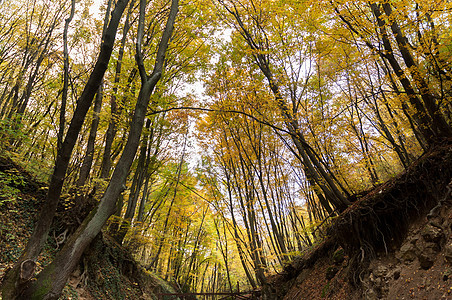 林中秋光照生长叶子季节性木头棕色植物学森林树叶树木公园图片