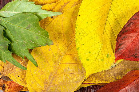 特写一些秋叶的落叶植物树木生长季节性叶子宏观植物学树叶棕色黄色图片