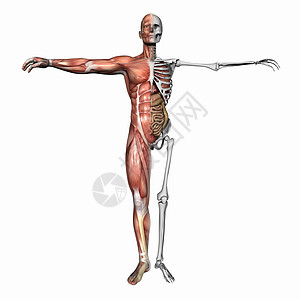 解剖 肌肉和骨骼图片