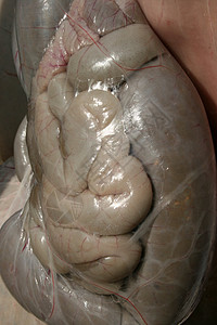 羊肠瘤胃冒号羊肉器官动物屠夫解剖学生物学农场图片