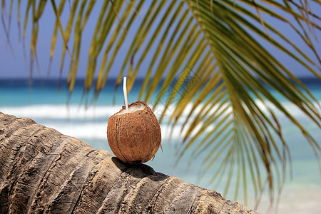 椰椰子异国生活坚果棕榈植物海滩热带叶子水果食物图片