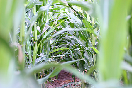 玉米行秸秆花园国家上衣场地谷物蔬菜农场农业种植图片