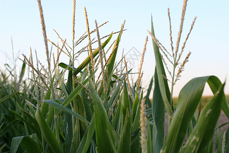 玉米粉丝种植秸秆早餐谷物农田植物上衣农业花园国家图片